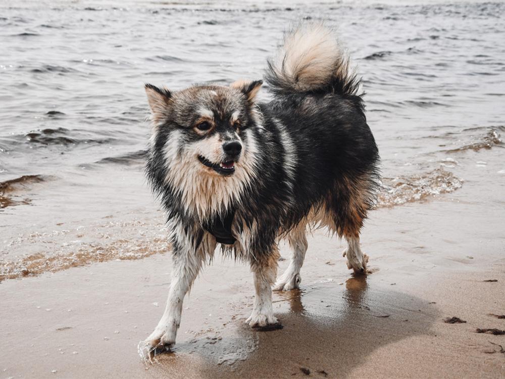 Finnish Lapphund walking in sand