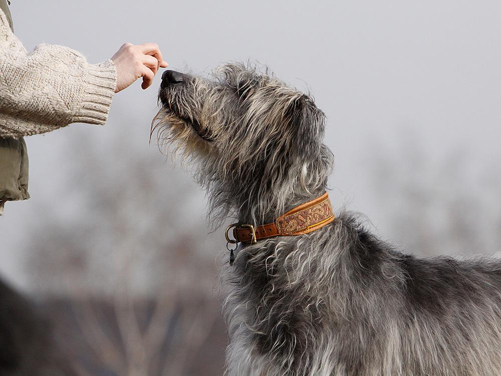 Irish Wolfhound getting treats