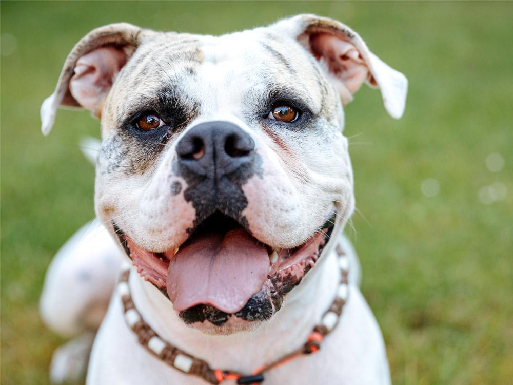 white american bulldog smiling