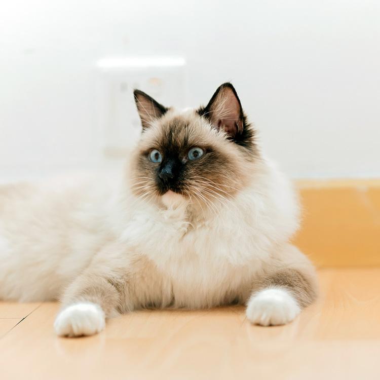 Ragdoll cat lying down