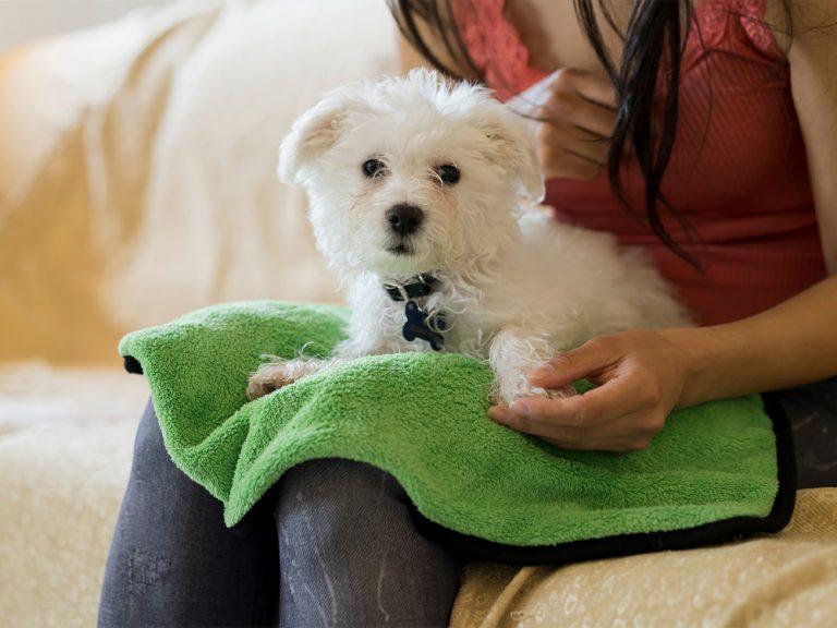 maltese dog in lap