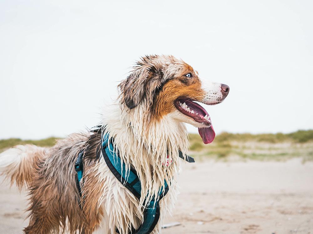 Aussie dog on the beach