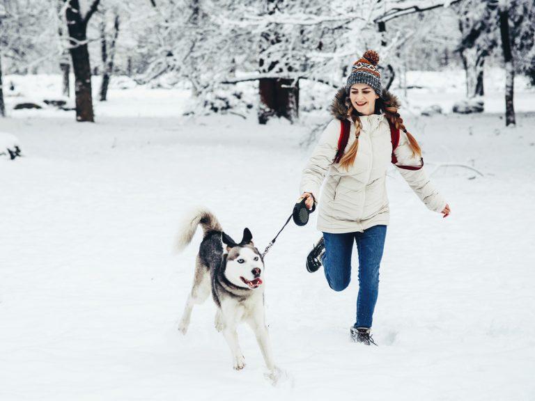 running Siberian Husky