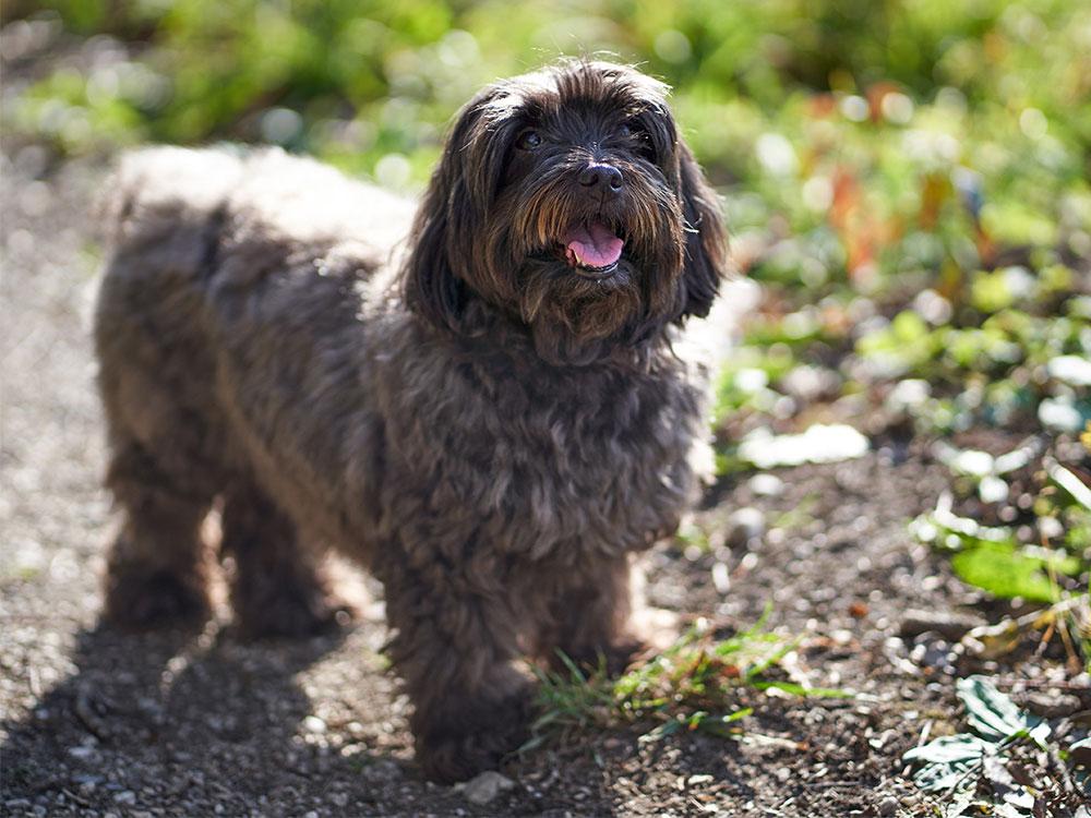 Havanese