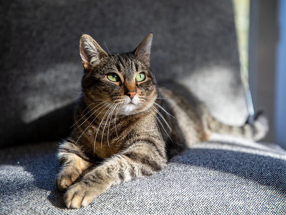 domestic shorthair tabby cat