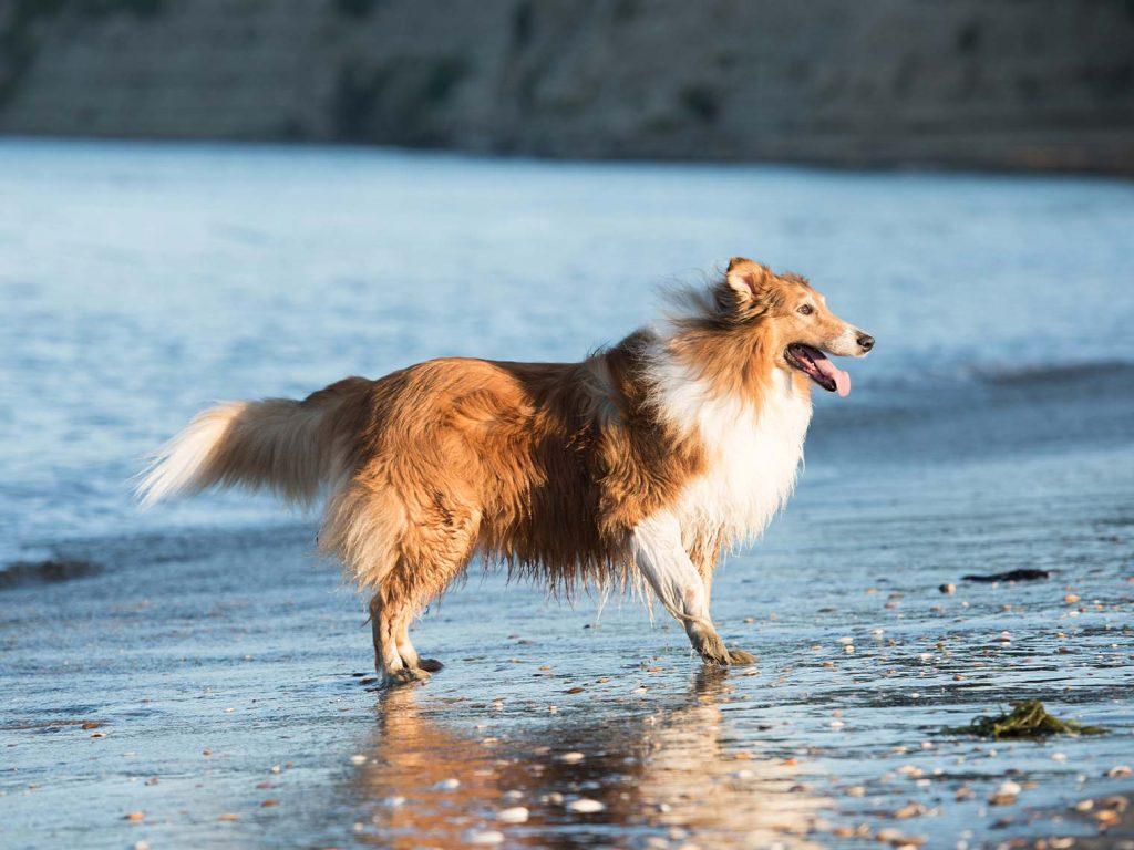 Collie dog happily standing on beach