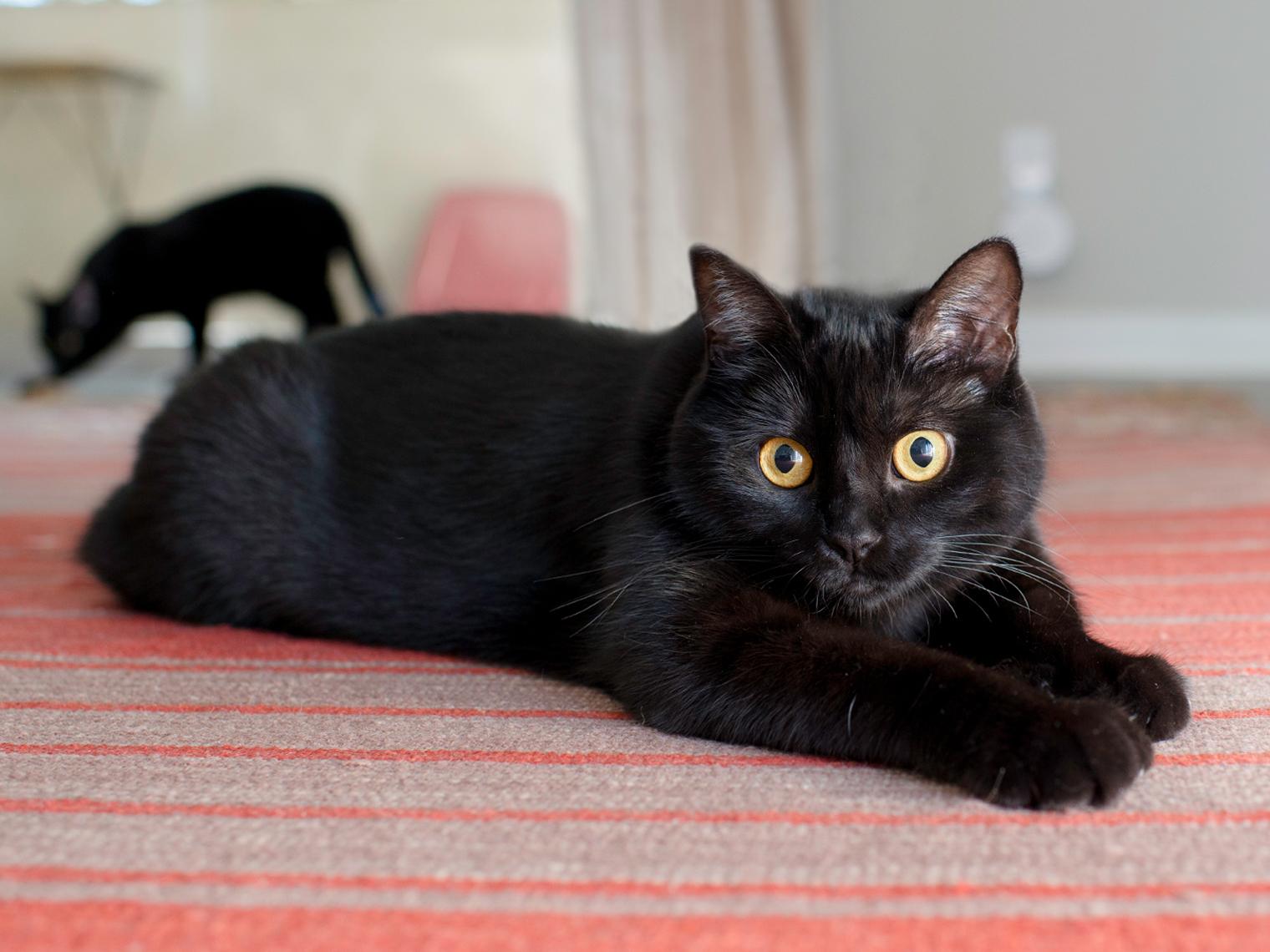 Black american shorthair