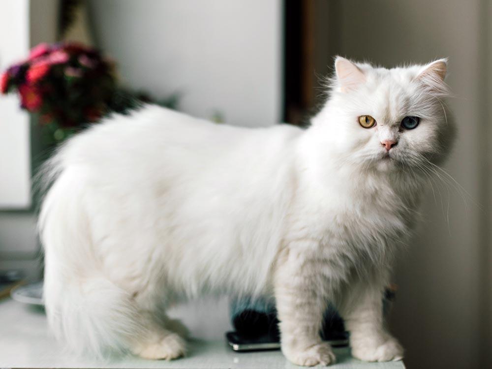 Persian cat