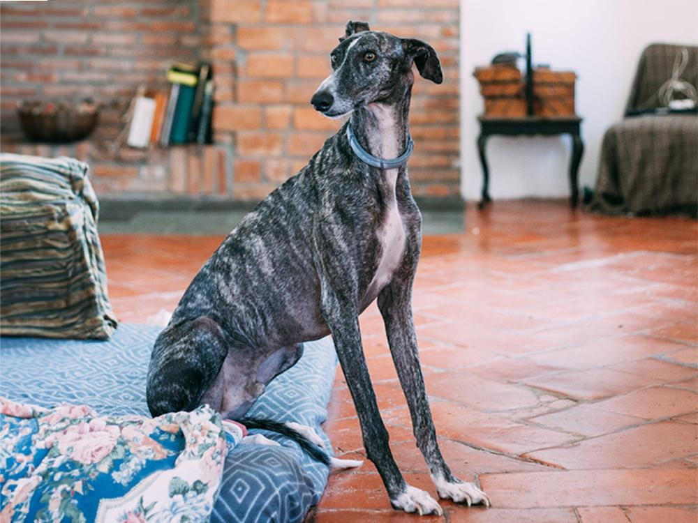 greyhound on tile