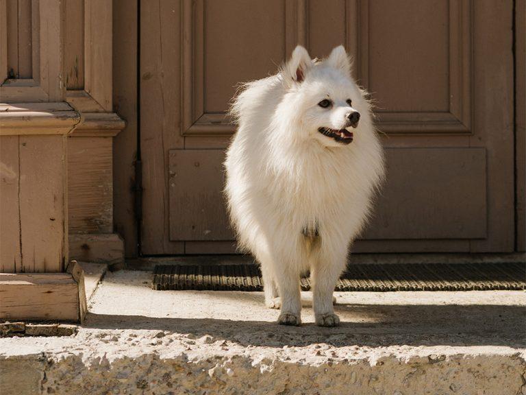 white American Eskimo Dog