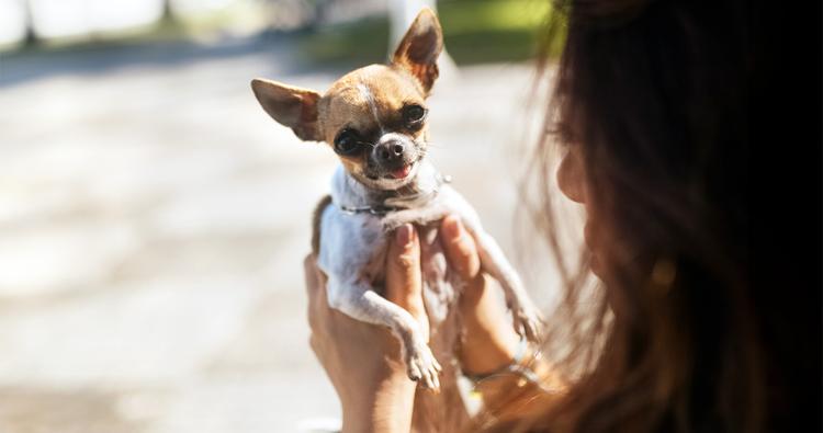 150+ Popular Chihuahua Names for Your Little Bestie