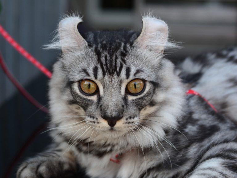 fluffy american curl