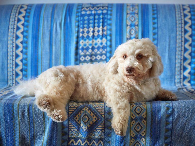 hypoallergenic dog breed - havanese on bed