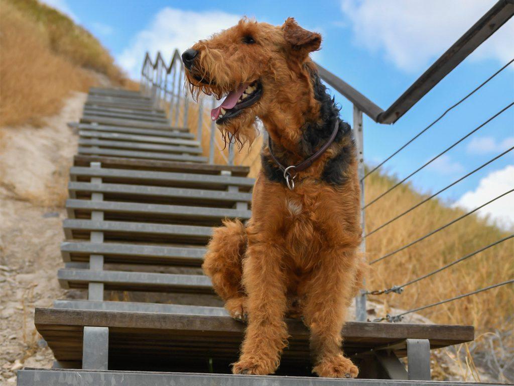 airdale terrier sitting on steps