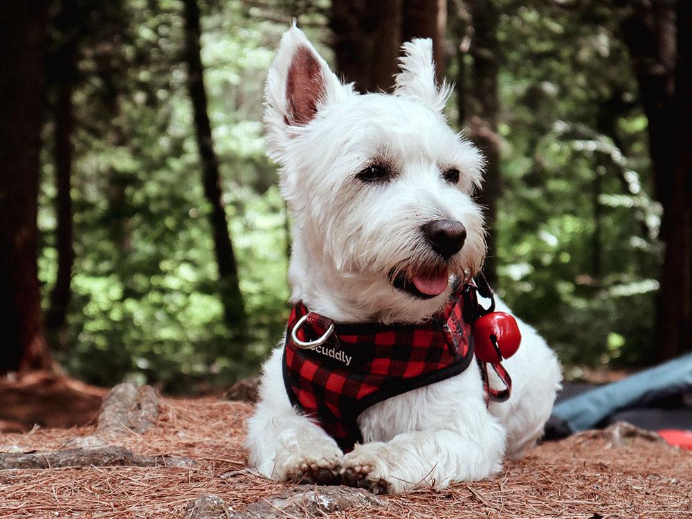 West Highland White Terrier