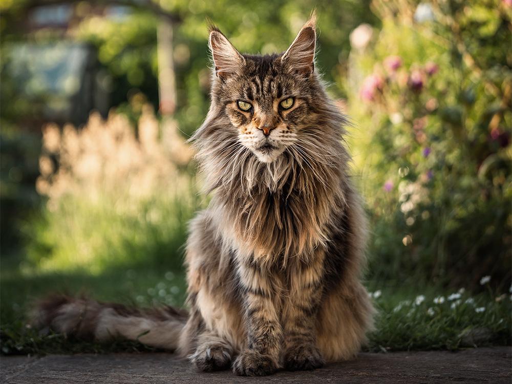 Maine Coon