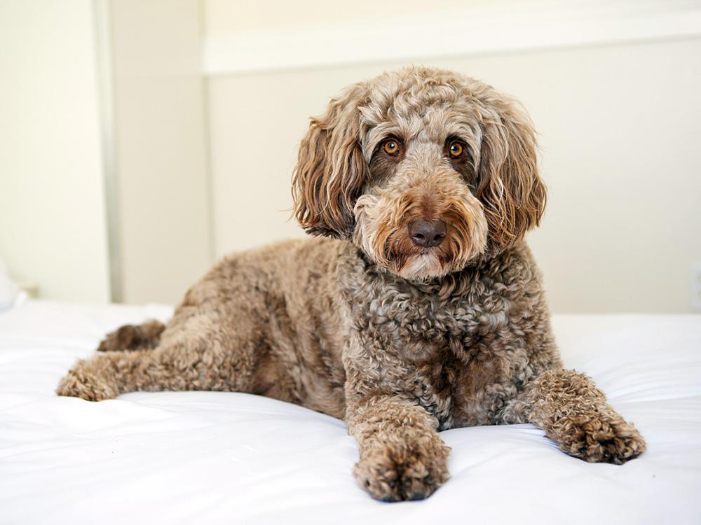 Labradoodle dog on bed