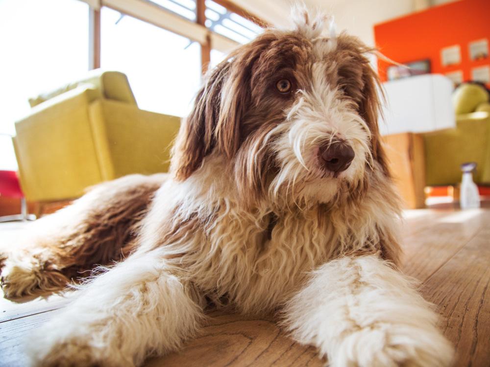 Bearded Collie in living room