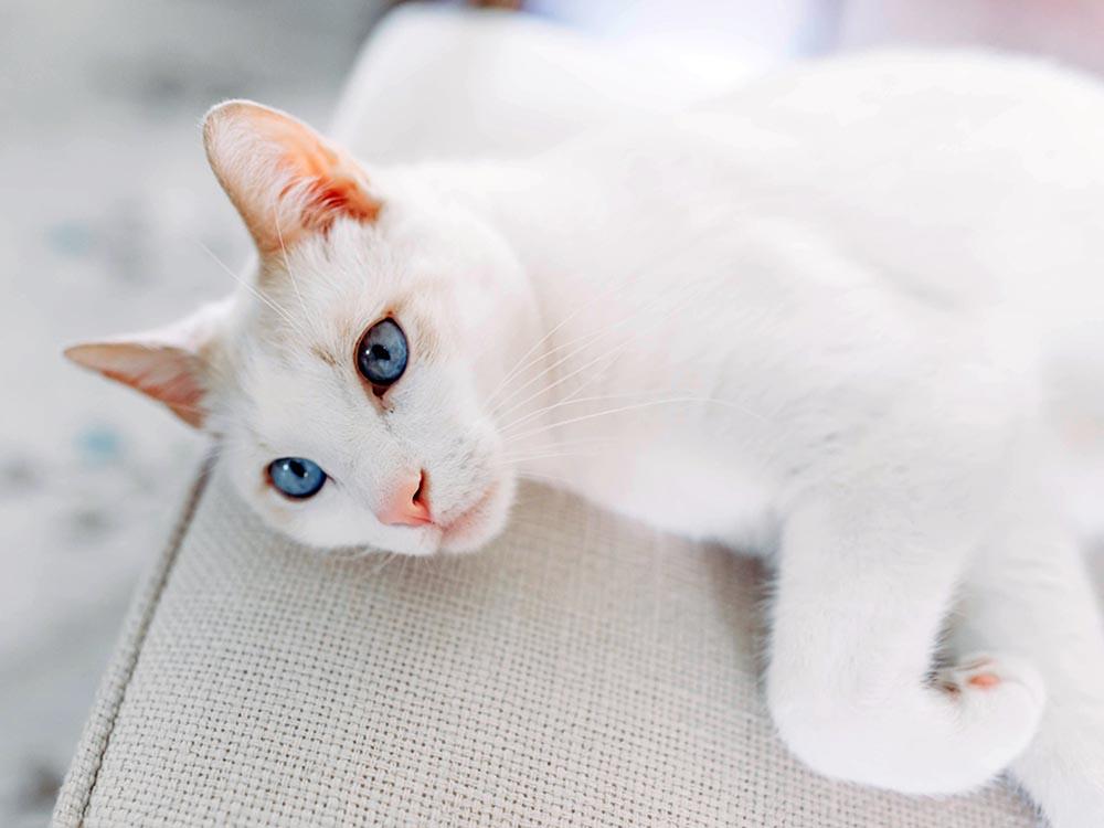 White domestic shorthair cat