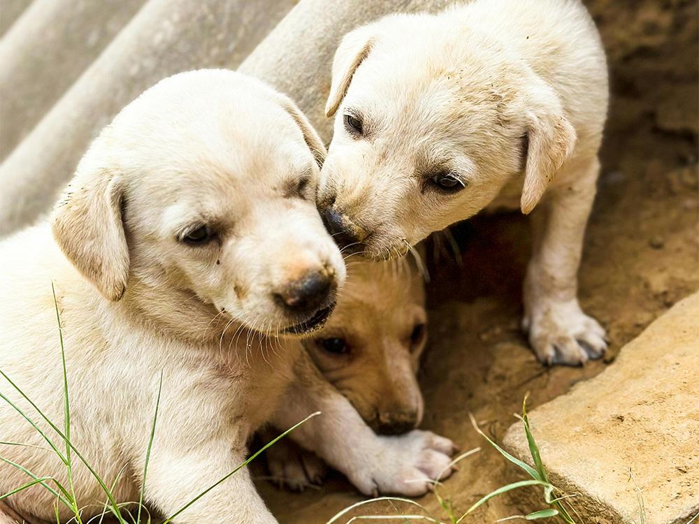 Three rescue puppies with parvo