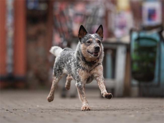 running Australian Cattle Dog