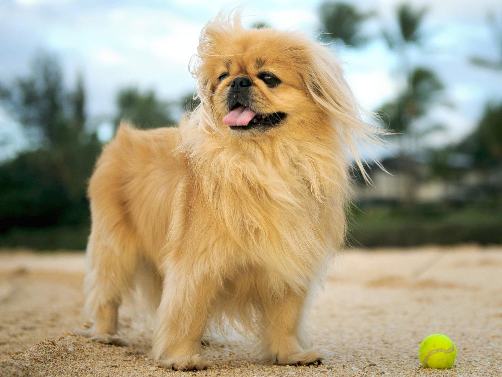 Pekingese