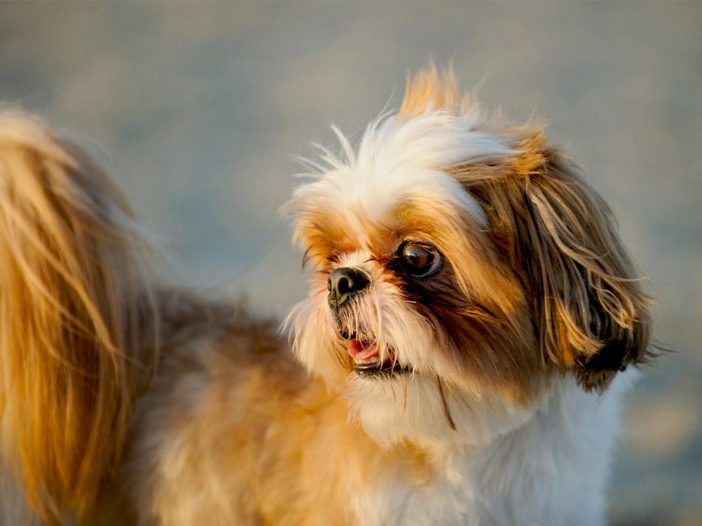 Shih Tzu