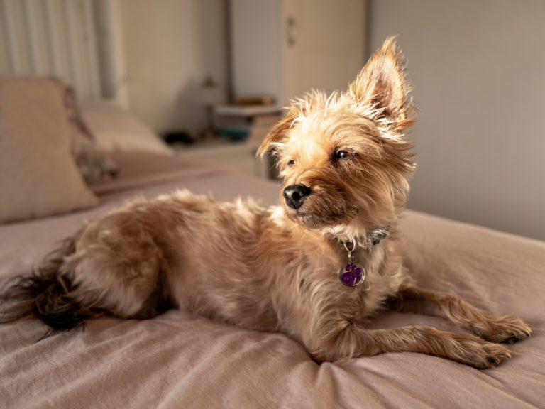 hypoallergenic dog breeds yorkie-poo