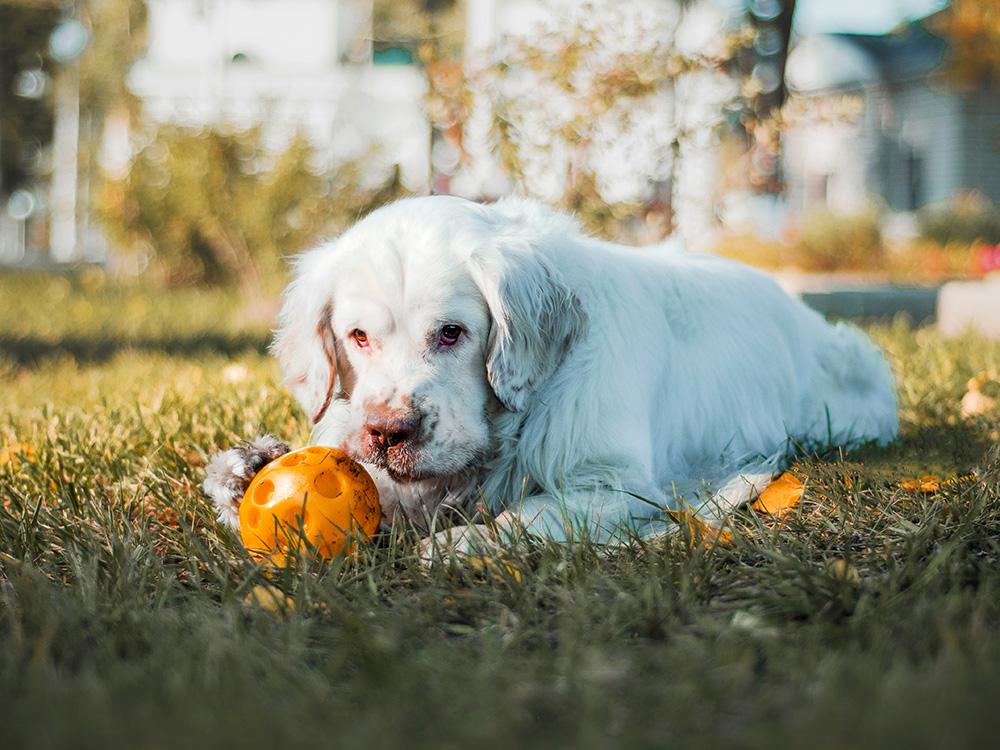 clumber spaniel on lawn