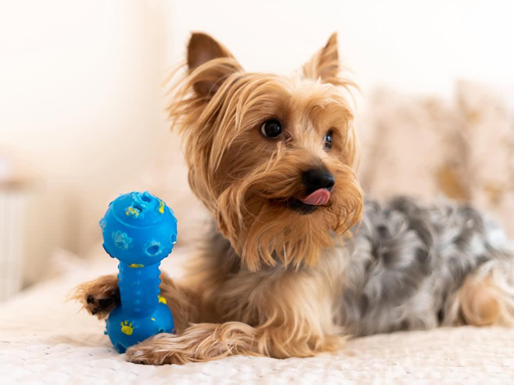 Yorkie with toy