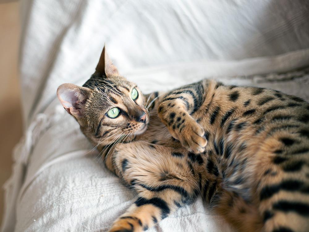 Bengal cat