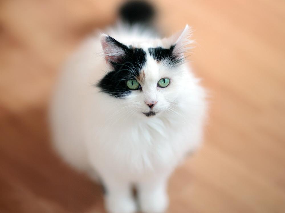 Turkish van with black spots