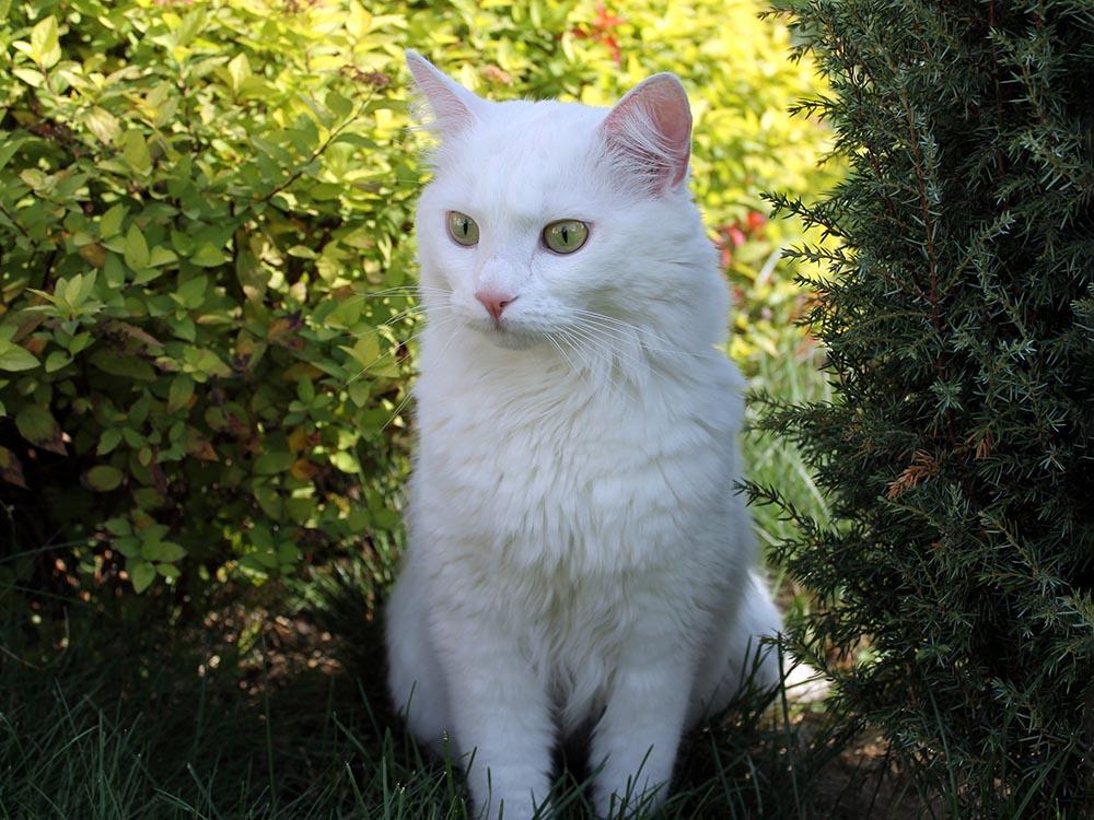 White Siberian Cat