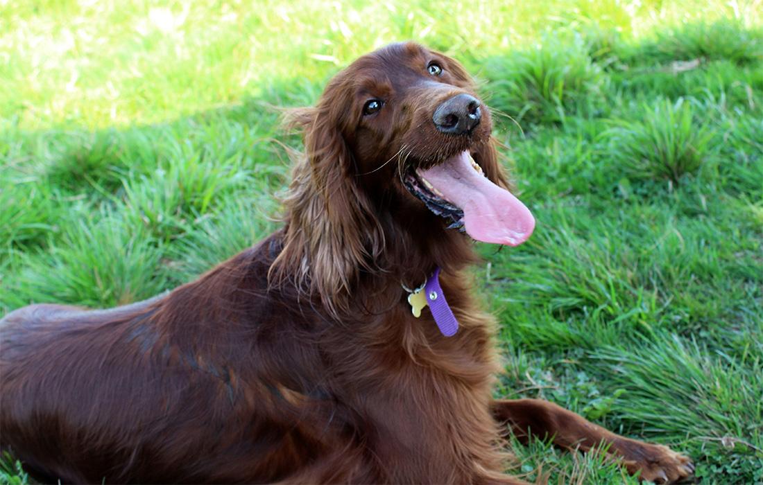 irish setter on grass