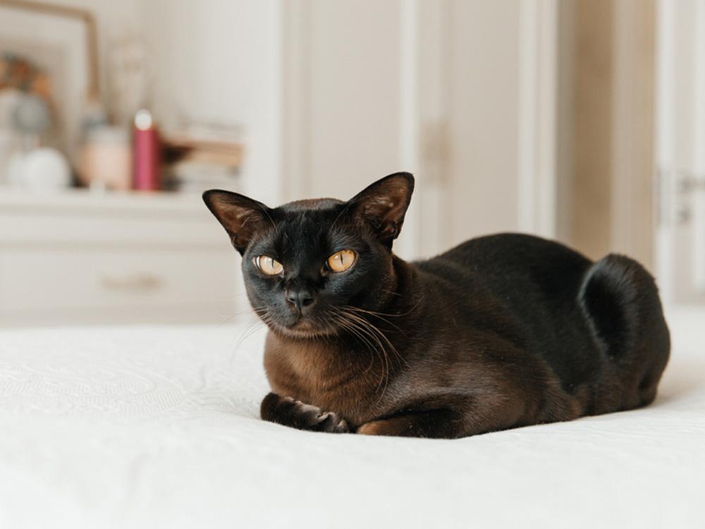 Burmese cat