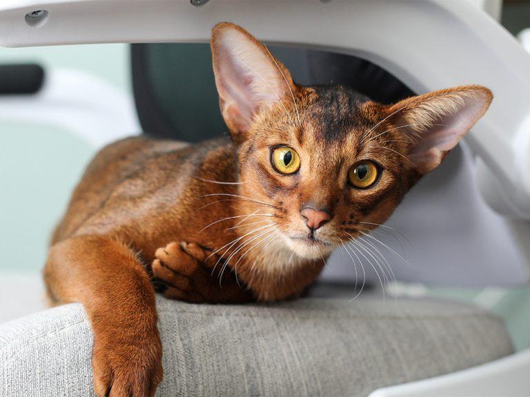 Abyssinian Cat