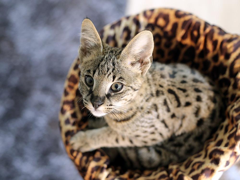 Savannah cat breed