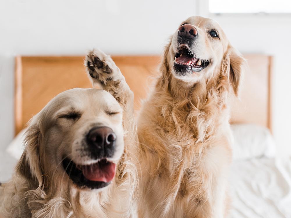 Two golden retriever playing on a bed