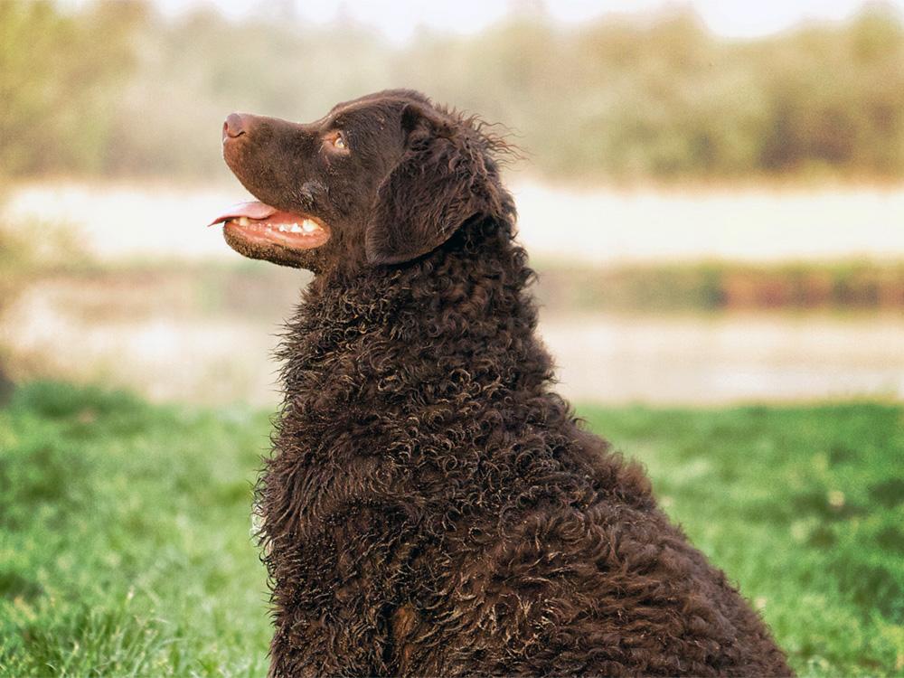 large curly coated retriever sitting in farm