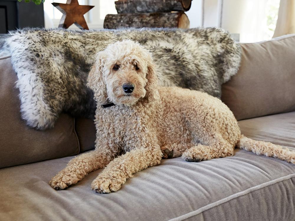 Labradoodle dog on sofa