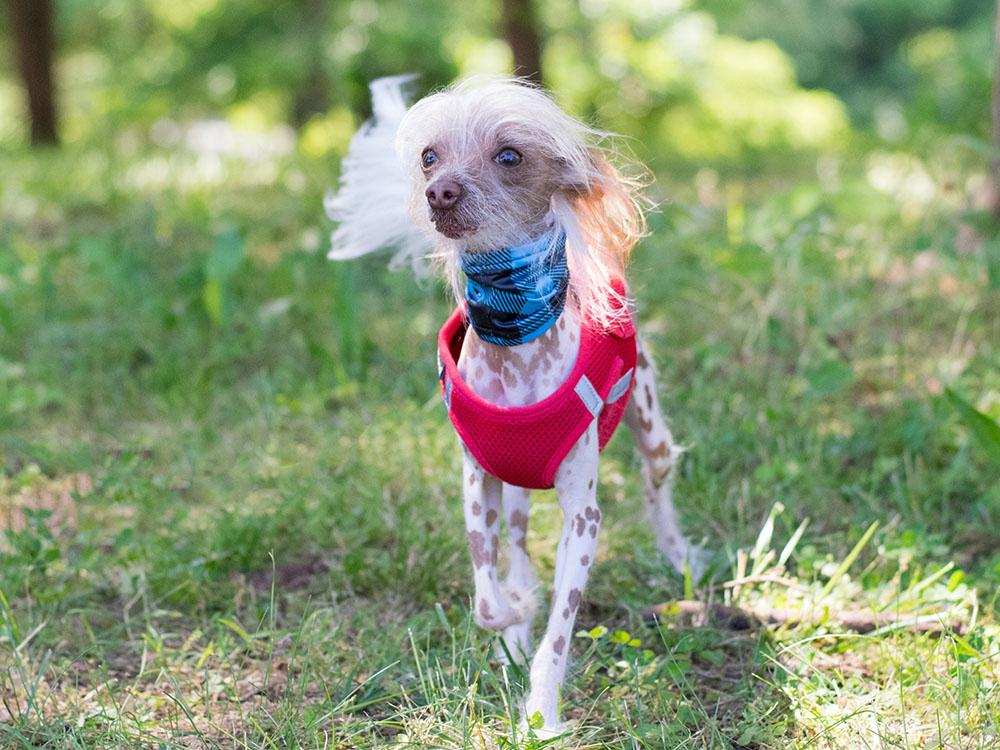 Chinese Crested