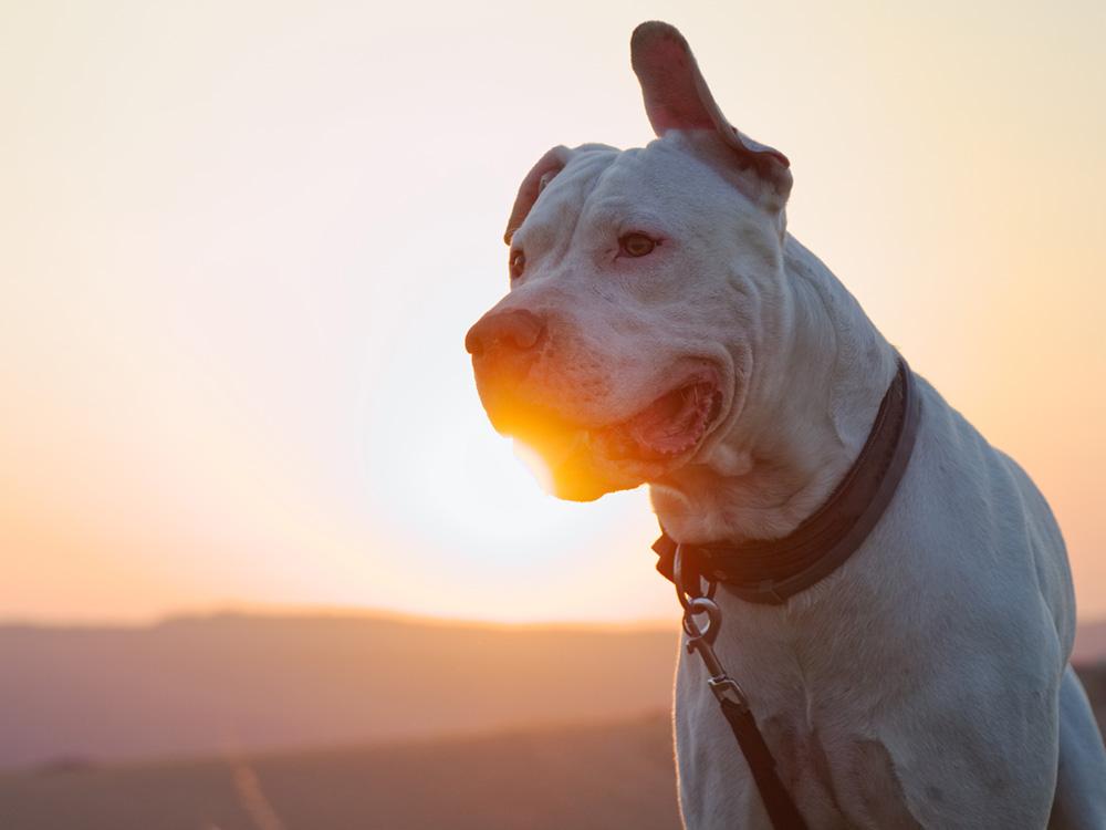 dogo argentino standing in sunset