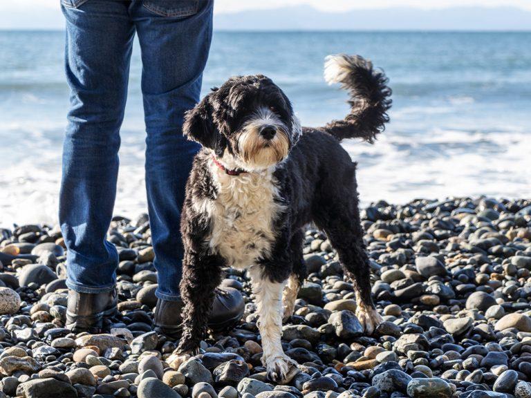 Portuguese Water Dog standing at reiver