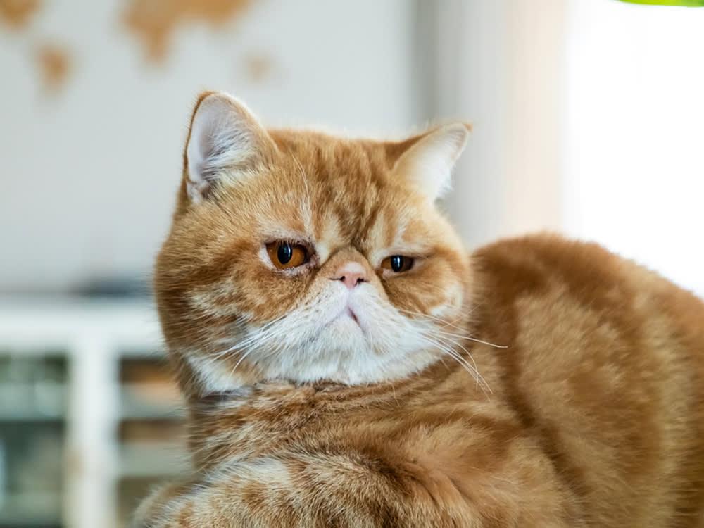 orange exotic shorthair cat