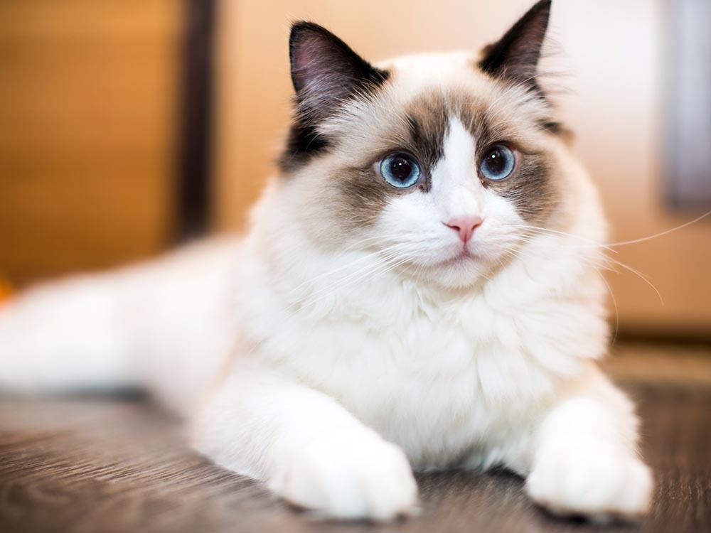 Ragdoll cat