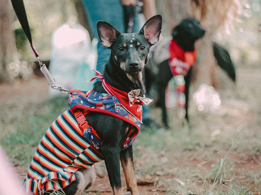 Manchester Terrier