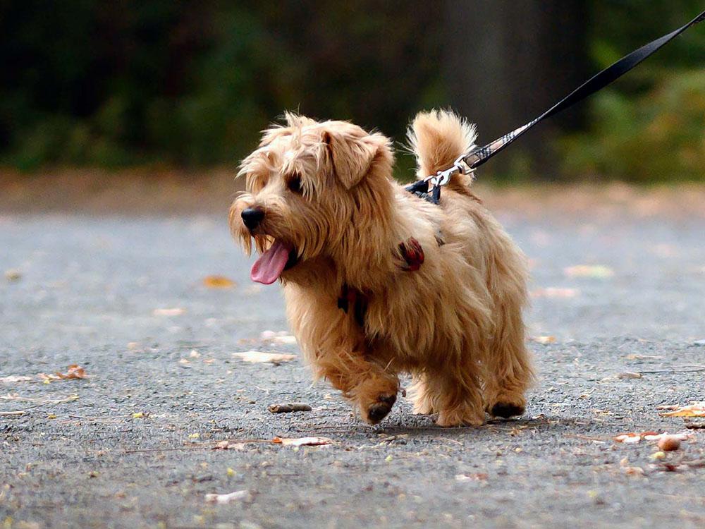 Norfolk Terriers