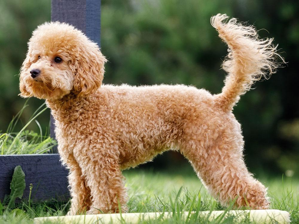 Miniature Toy Poodle