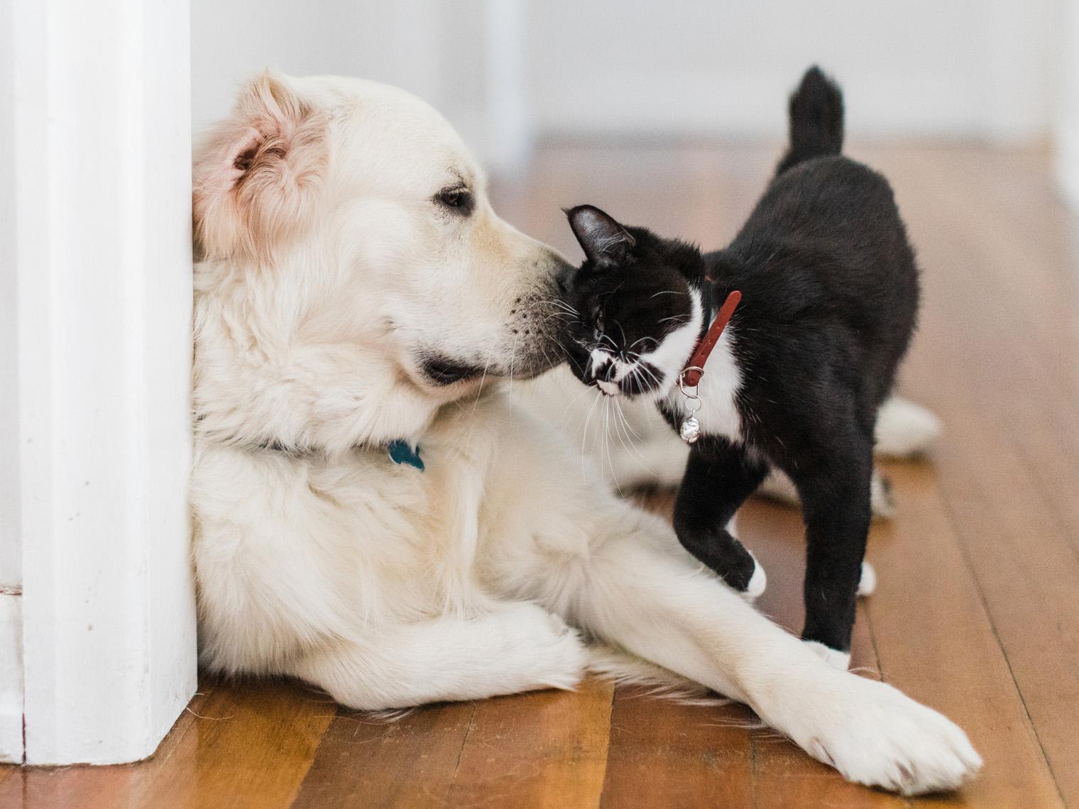 Black and white manx cat with dog