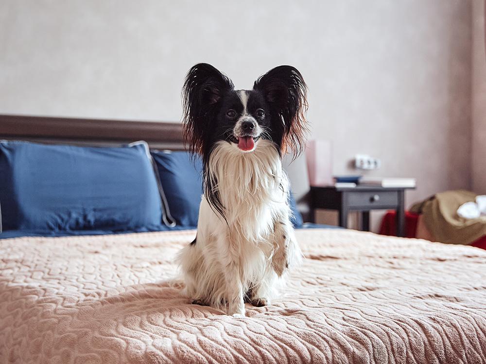 Papillon on a bed